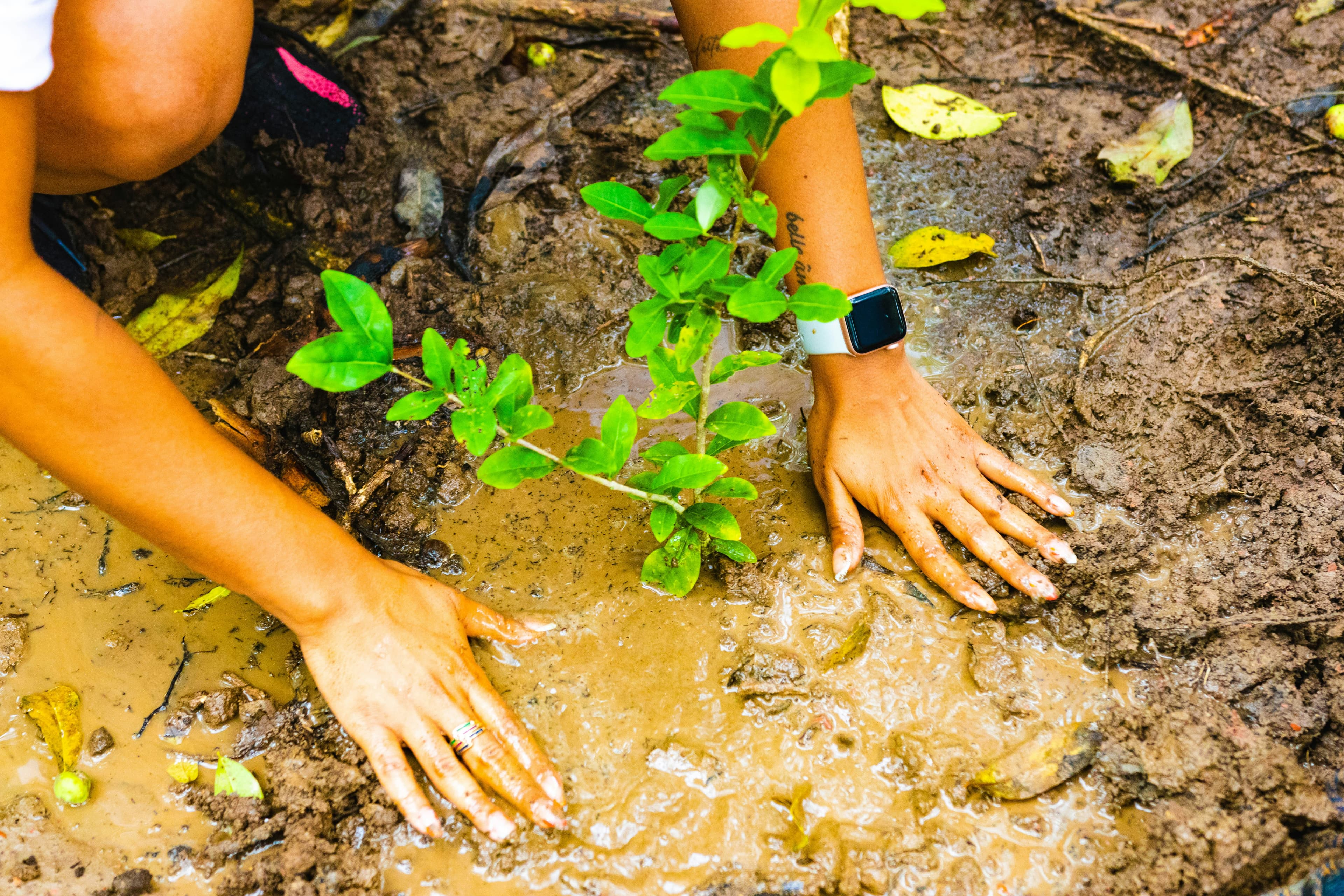 Urban Greening Project