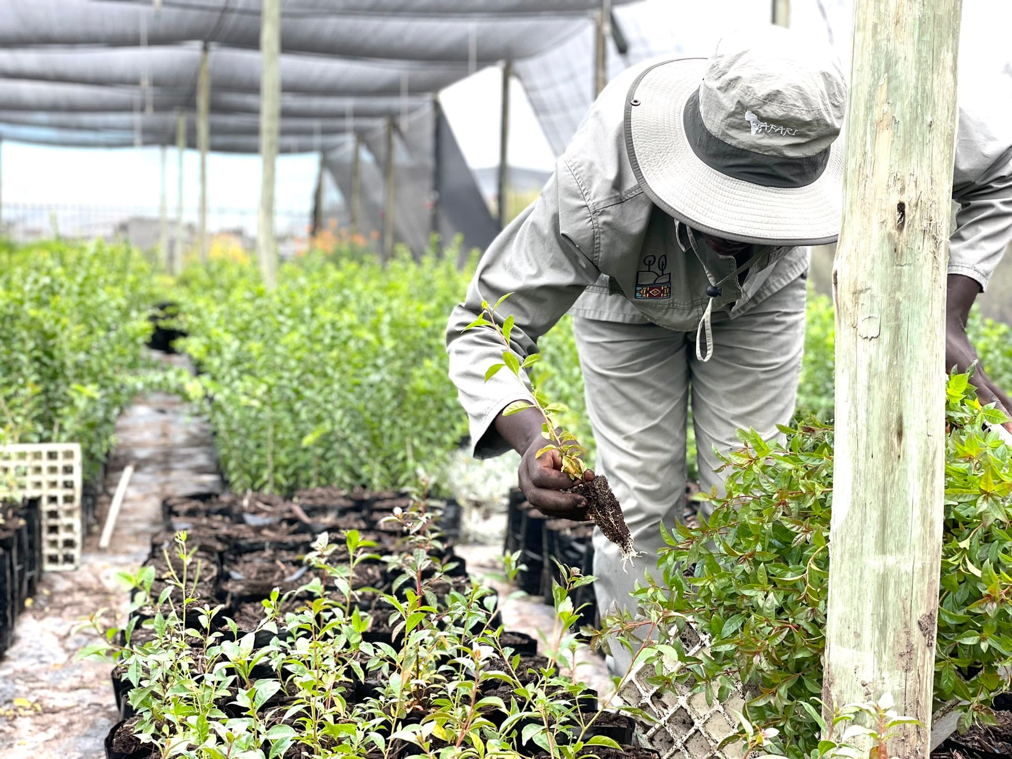 Business Tree Planting